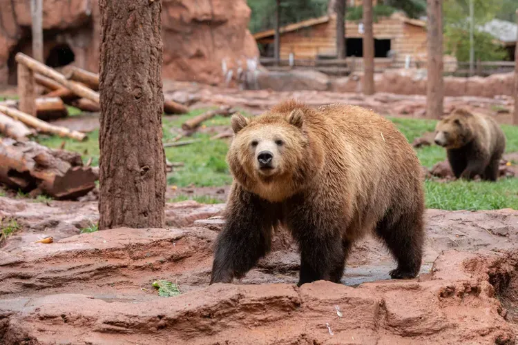 a bear standing on a dirt path