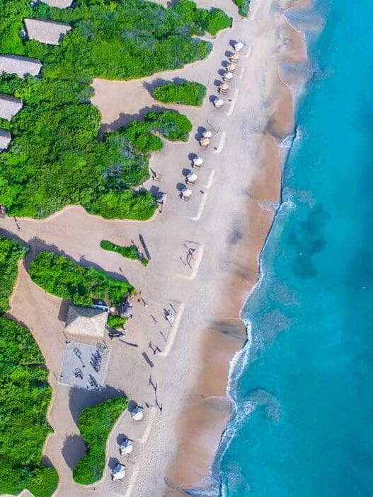 a beach with a lot of trees and a body of water
