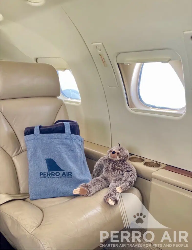 a stuffed animal on a seat in an airplane