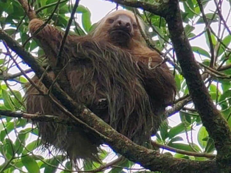 a sloth in a tree