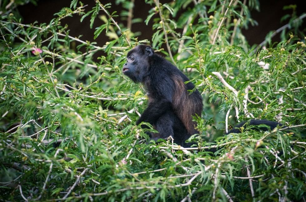 a monkey sitting in a tree
