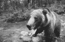 a bear standing on a rock