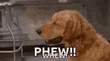 a dog with its eyes closed